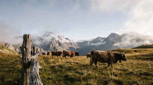 Troupeau de bovins rustiques paissant sur un alpage français au coucher du soleil, illustrant la qualité de la viande de montagne